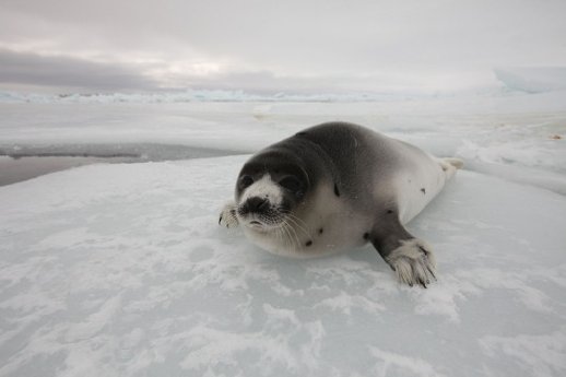 Seal-hunt-25th014-S-S[1].jpg