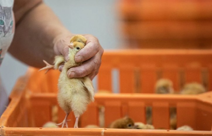 chicks-hatchery-Poland_AndrewSkowron_12.jpg