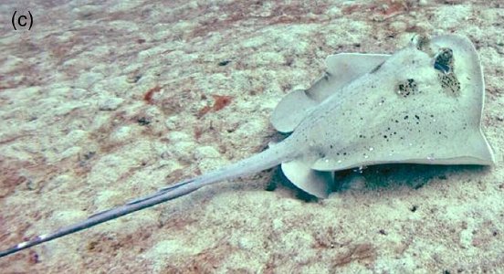 Fidschi-Maskenrochen Drawaqa, Island, Fidschi.jpg