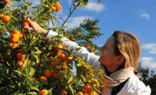 Mandarinenernte im Barrocal Portugal