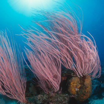 350-HI_106674-Corals-Great-Barrier-Reef-Marine-Park_-Queensland_-Australia-_c_-Juergen-Freu.jpg