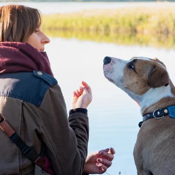 blog-hauptbild-wie-alt-sind-katzen-und-hunde-in-menschenlebent2qx68imcyhxh_1920_520x500_560958a.webp