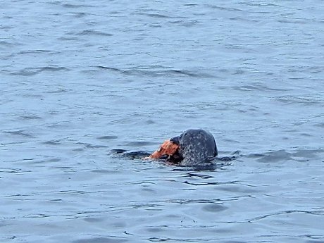 Kegelrobbe frisst eine Plastiktüte.jpg