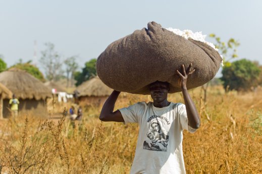 Baumwoll-Ernte im Cotonea Anbauprojekt in Uganda_©BildCOTONEA_Klaus_Mellenthin.jpg