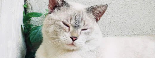arthrose-bei-katzen_1280_520x500_a719e656-8150-45d9-b2a0-430d7f2f8219.webp