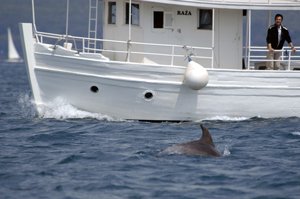 Delfin-in-Sicht300x199.jpg