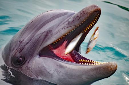 Keine gute Idee: wilde Delfine füttern – Foto: Ajale/pixabay