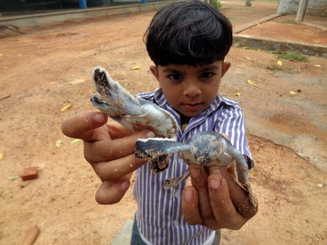 SriLanka_Schildkroetenprojekt.jpg