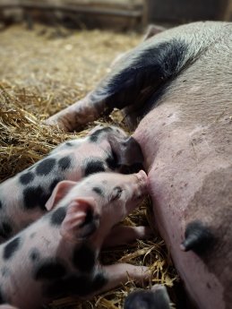 Ferkel von Sau Käthe ©Tierparkarchiv.JPG