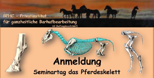 Annelie Michels Rund um die Anatomie des Pferdes