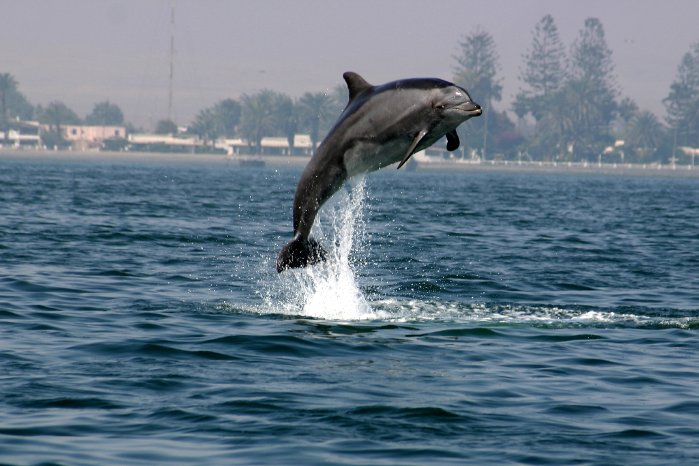 (f) Dolphin named Vitali-Pal in the Paracas bay.jpg