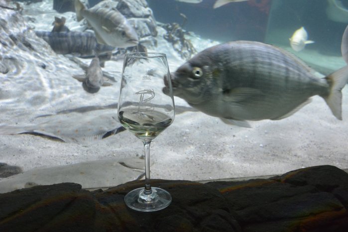 Weinprobe_SEA LIFE Speyer.JPG