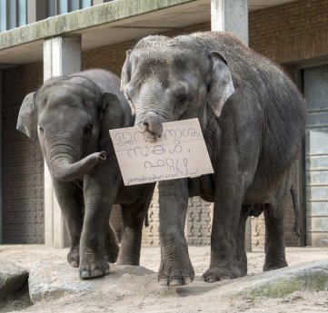 Elefanten Anchali und Pang Pha gratulieren Gorilla Fatou zum 60. Geburtstag_Zoo Berlin.jpg