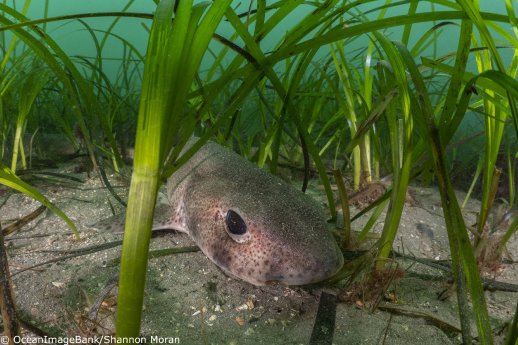 Katzenhai im Seegras - OceanImageBank_ShannonMoran_02-copyright.jpg