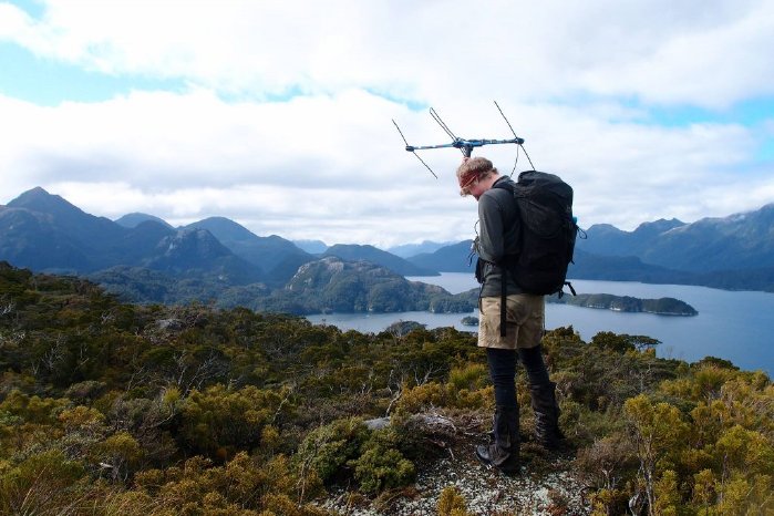 Ranger-Freya-with-telemetry-gear-on-Anchor-Island-by-Laura-Patience-1024x683.jpg