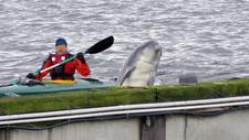 Delfin und Kajakfahrer, Flensburger Förde. Copyright: Michael Schulz