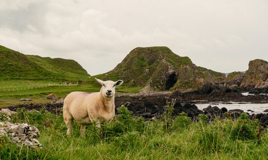 CausewayCoastalRoute_Sheep_Co_Antrim.jpg