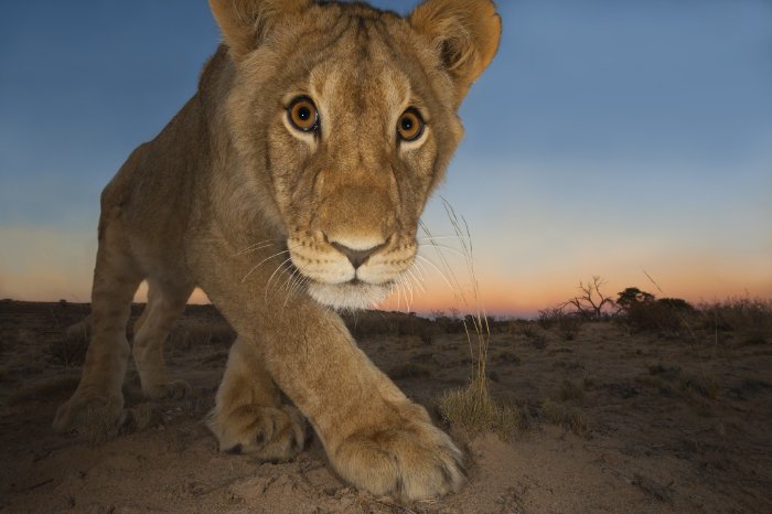 Curiosity and the cat Hannes Lochner (South Africa) Wildlife Photographer of the Year 2013.jpg