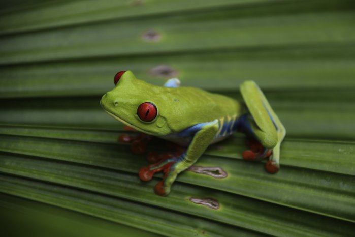 Costa_Rica_Rotaugenlaubfrosch_c_Karawane.jpg