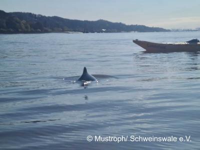 Schweinswale jagen bei Wedel und schwimmen auf Kajakfahrer zu. Copyright: M. Mustroph / Schweinswale e.V.