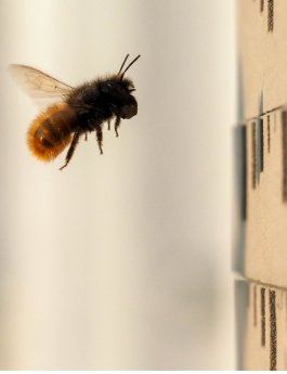 25-12-12 Bild 1 Mauerbiene_Fornhoff.jpg