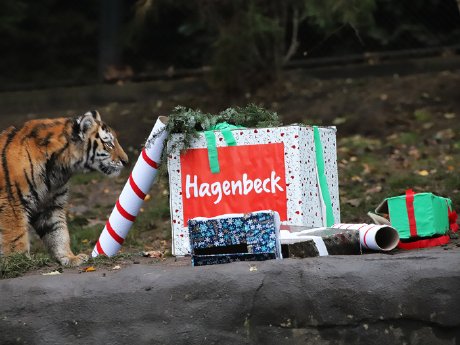GB_20221205_Nikolaus bei den Tigern im Tierpark Hagenbeck (1).jpg