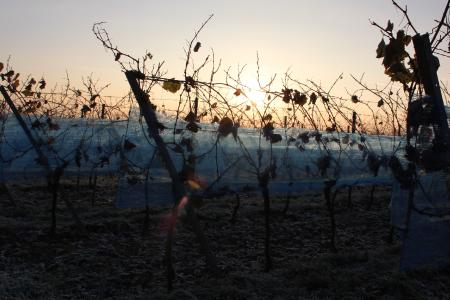 Eiskalte Ernte / Quelle: Pfalzwein e.V./Breiling