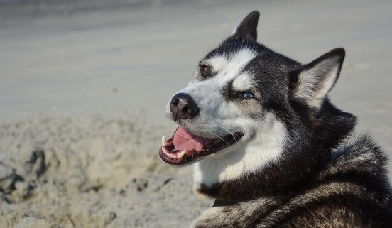 smile-3186086_1280.jpg