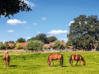 Pferderegion Hannover c HMTG  Lars Gerhardts