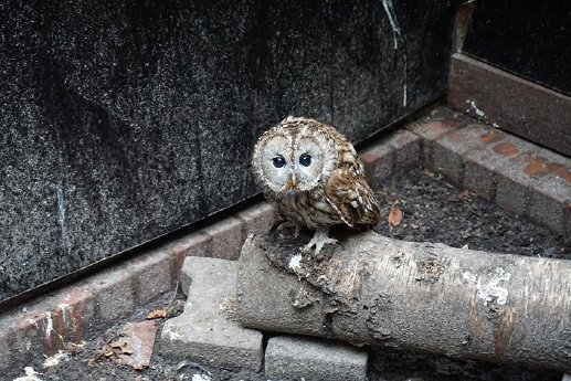 Waldkauz mit Knalltrauma_NABU-Wildvogelstation.jpg