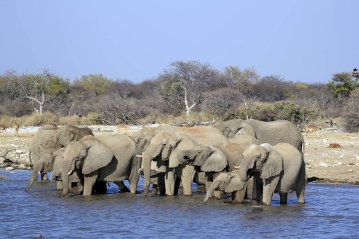 Elefanten an der Wasserstelle im Etosha-NP mittel.jpg