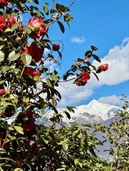 Parco Botanico del Gambarogno-Ticino Turismo - Sabina Franzoni.jpg