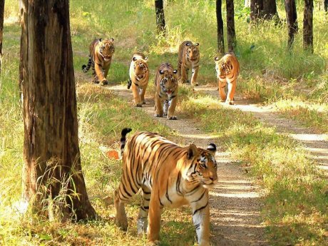 Scarface_Madhuri and their four cubs.jpg