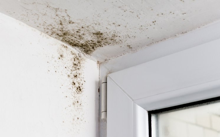 schimmel-am-fenster.png