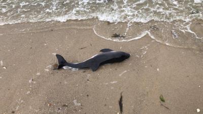 Totfund Sylt Nordsstrand Juni 2019 R. Schmidt. Gerade zur Sommerzeit werden vor Sylt viele Schweinswaljungen geboren. Auch die Totfundrate steigt natürlicherweise in dieser Zeit an.