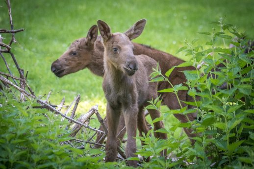 Elchnachwuchs_TierparkHellabrunn2017_DanielaHierl.jpg