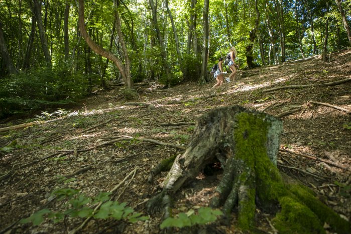 Monte San Giorgio-Copyright Ticino Turismo - Foto Luca Crivelli.jpg