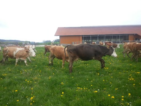 2016-05-03 Wir lassen die Kuh raus Pöcking(7).jpg