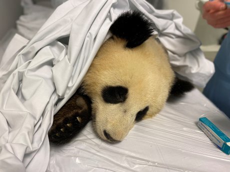 Panda Pit im MRT in der Charité_Zoo Berlin (9).jpg