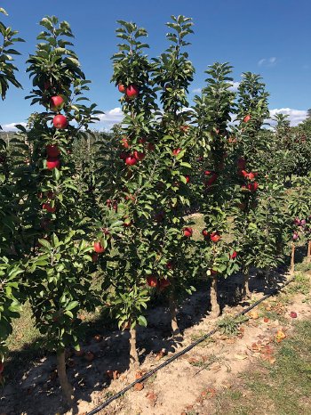 artevos_apfel_ajanta®  ‘A8-2-08‘-s-_saeulenobst_1.jpg