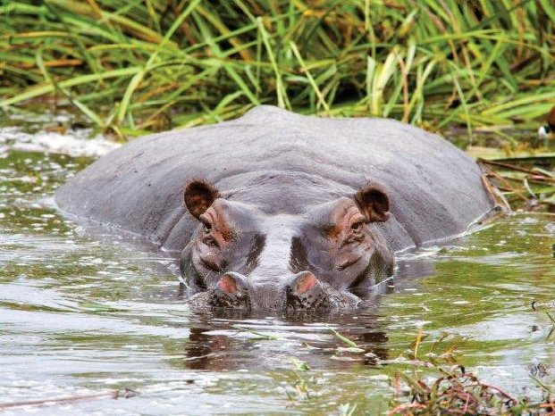 botswana_fat-hippo_in-water.jpg