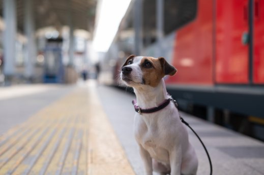 devk-pm-2025-05-07-thh-hund-auf-reisen-bahn-jack-russell-terrier---stock-adobe-com.jpeg