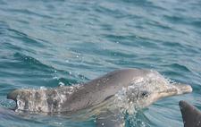 Ein Chinesischer Weißer Delfin, auch Buckeldelfin genannt, bei Ponta do Ouro