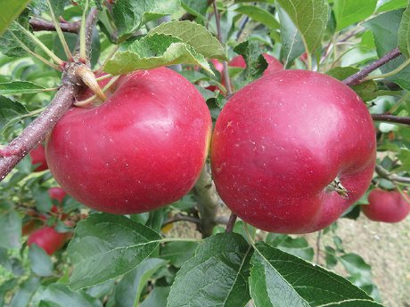 artevos_apfel_Ellipso®_‘UEB 47021‘-s-_fruechte_2.JPG