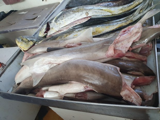 Hammerhai - Panama Fischmarkt 2.jpg