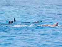 Ein Schwimmer krault auf drei ruhende Spinnerdelfine zu. Foto: S.Oehen/HEPCA