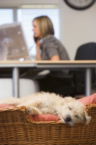 Dog sleeping in home office with woman in background  Monkey Business_fotolia.com_10_2016.jpg