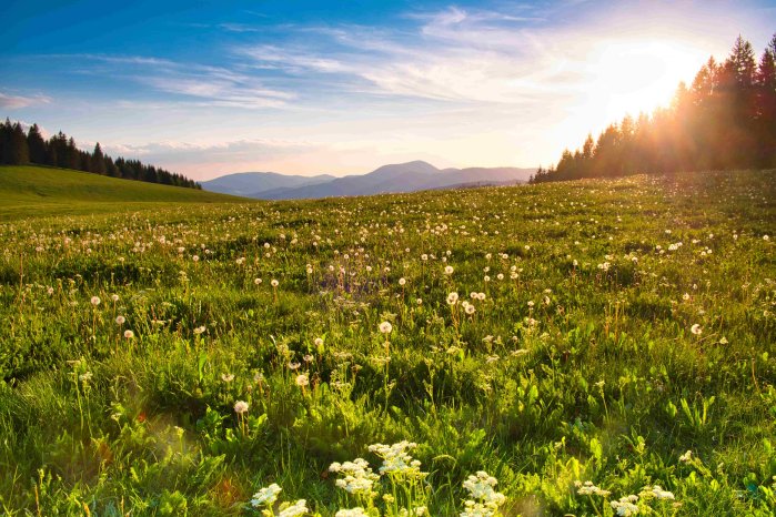 web_Gisiboden_Almwiese Kopie.jpg