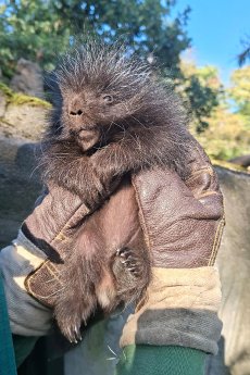 20251001_HAG_Baumstachlerjungtier nach dem Chippen_Tierpark Hagenbeck.jpg