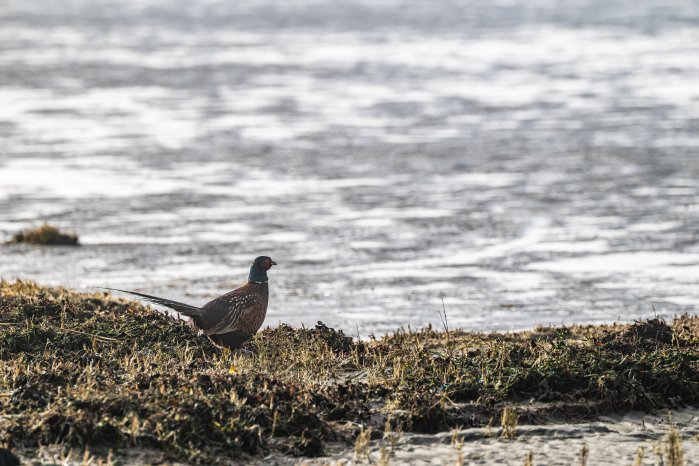 Tierwelt auf Juist - Fasan, Fasäne.jpg